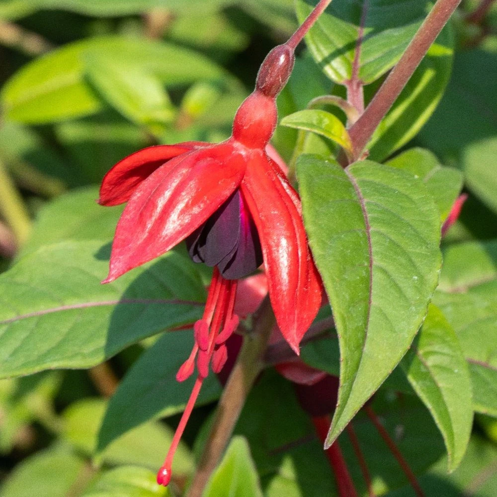 Fuchsia 'Lady Boothby' 2 Fuchsia 'Lady Boothby' - Image 2