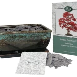 Bonsai Sweet Gum - Seed Growing Kit -Plants Shop pl2000039319 card3 lg