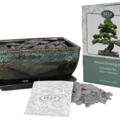 Bonsai Pine - Seed Growing Kit -Plants Shop pl2000039320 card3 lg