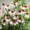 Echinacea Pretty Parasols ('JS Engeltje') (PBR)