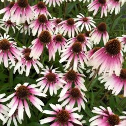 Echinacea Pretty Parasols ('JS Engeltje') (PBR) 19 Echinacea Pretty Parasols ('JS Engeltje') (PBR) -Plants Shop pl2000039354 card10 lg
