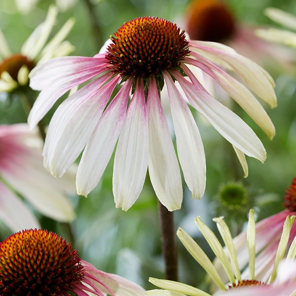 Echinacea Pretty Parasols ('JS Engeltje') (PBR) 2 Echinacea Pretty Parasols ('JS Engeltje') (PBR) - Image 2