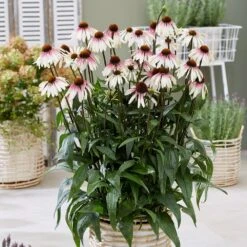 Echinacea Pretty Parasols ('JS Engeltje') (PBR) 12 Echinacea Pretty Parasols ('JS Engeltje') (PBR) -Plants Shop pl2000039354 card3 lg