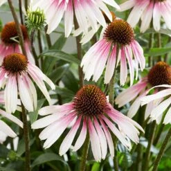 Echinacea Pretty Parasols ('JS Engeltje') (PBR) 13 Echinacea Pretty Parasols ('JS Engeltje') (PBR) -Plants Shop pl2000039354 card4 lg