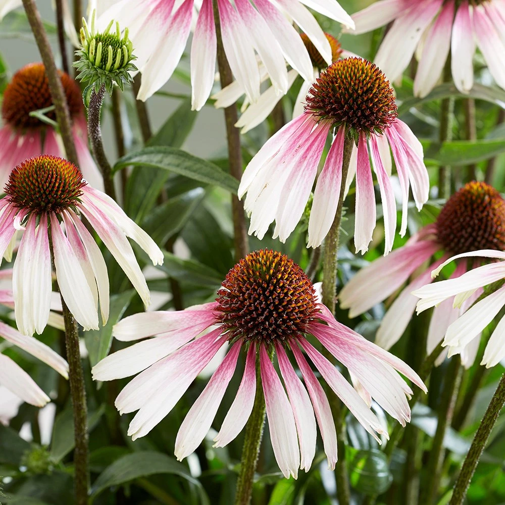 Echinacea Pretty Parasols ('JS Engeltje') (PBR) 4 Echinacea Pretty Parasols ('JS Engeltje') (PBR) - Image 4