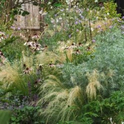 Echinacea Pretty Parasols ('JS Engeltje') (PBR) 15 Echinacea Pretty Parasols ('JS Engeltje') (PBR) -Plants Shop pl2000039354 card6 lg