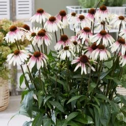Echinacea Pretty Parasols ('JS Engeltje') (PBR) 17 Echinacea Pretty Parasols ('JS Engeltje') (PBR) -Plants Shop pl2000039354 card8 lg