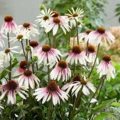 Echinacea Pretty Parasols ('JS Engeltje') (PBR) 18 Echinacea Pretty Parasols ('JS Engeltje') (PBR) -Plants Shop pl2000039354 card9 lg