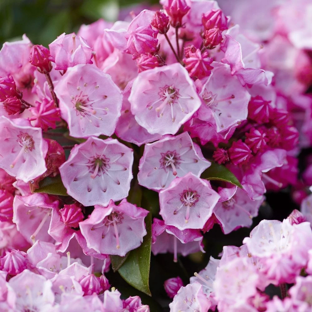 Kalmia Latifolia 'Little Linda' 2 Kalmia Latifolia 'Little Linda' - Image 2