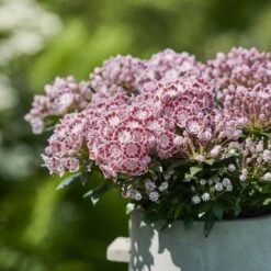 Kalmia Latifolia 'Little Linda' 5 Kalmia Latifolia 'Little Linda' -Plants Shop pl2000039554 card3 lg