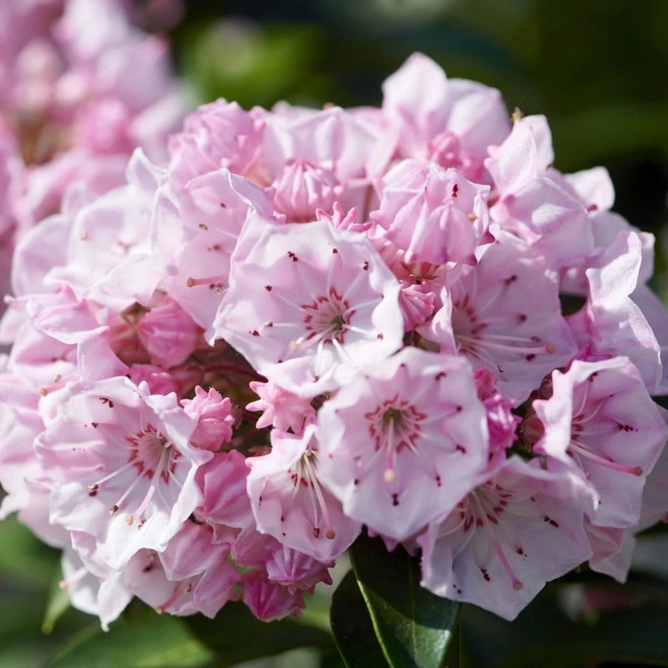 Kalmia Latifolia 'Tiddlywinks' 1 Kalmia Latifolia 'Tiddlywinks'