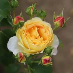 Rosa Belle De Jour ('Deljauper') (PBR) -Plants Shop pl2000040031 card3 lg
