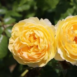 Rosa Belle De Jour ('Deljauper') (PBR) -Plants Shop pl2000040031 card4 lg