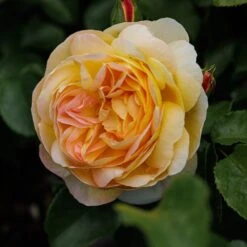 Rosa Belle De Jour ('Deljauper') (PBR) -Plants Shop pl2000040031 card6 lg