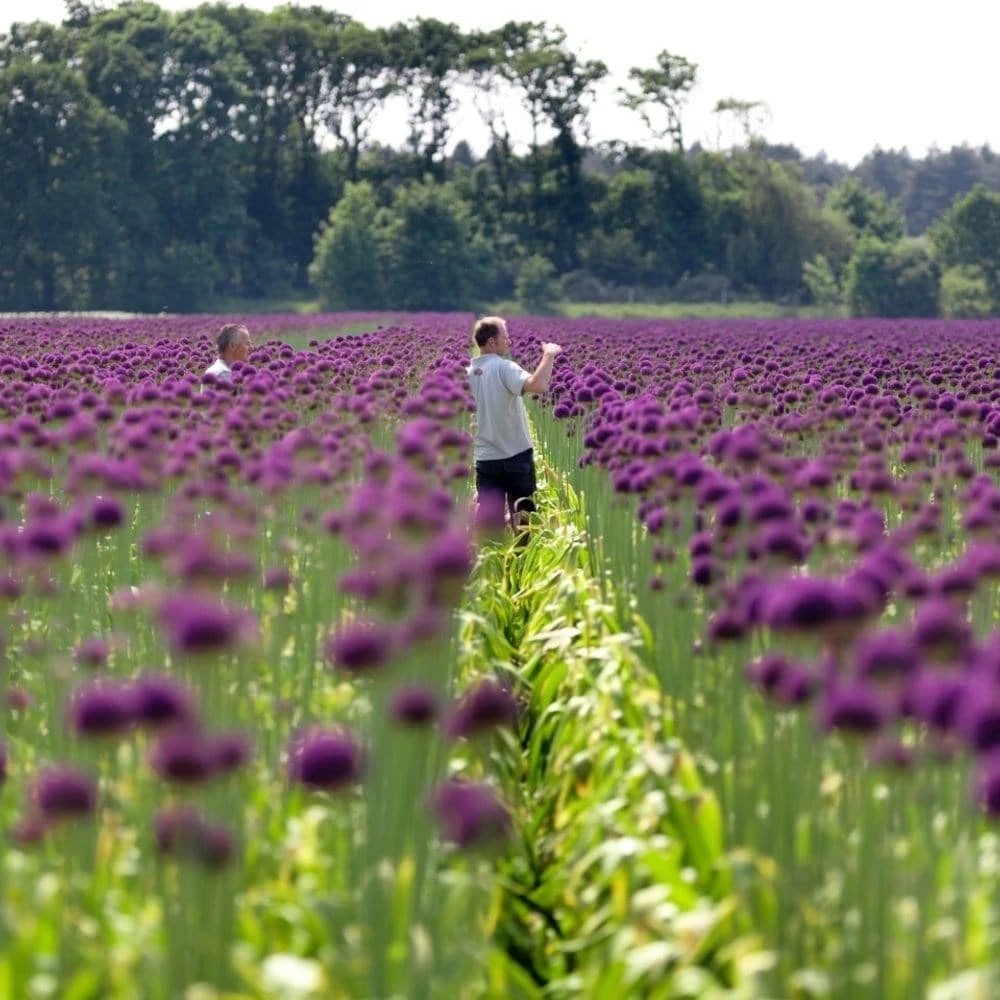 Allium 'Ambassador' (XXL Bulb) 2 Allium 'Ambassador' (XXL Bulb) - Image 2