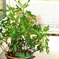 Fig Little Miss Figgy ('Lmf01') (PBR) 8 Fig Little Miss Figgy ('Lmf01') (PBR) -Plants Shop pl2000040198 card3 lg