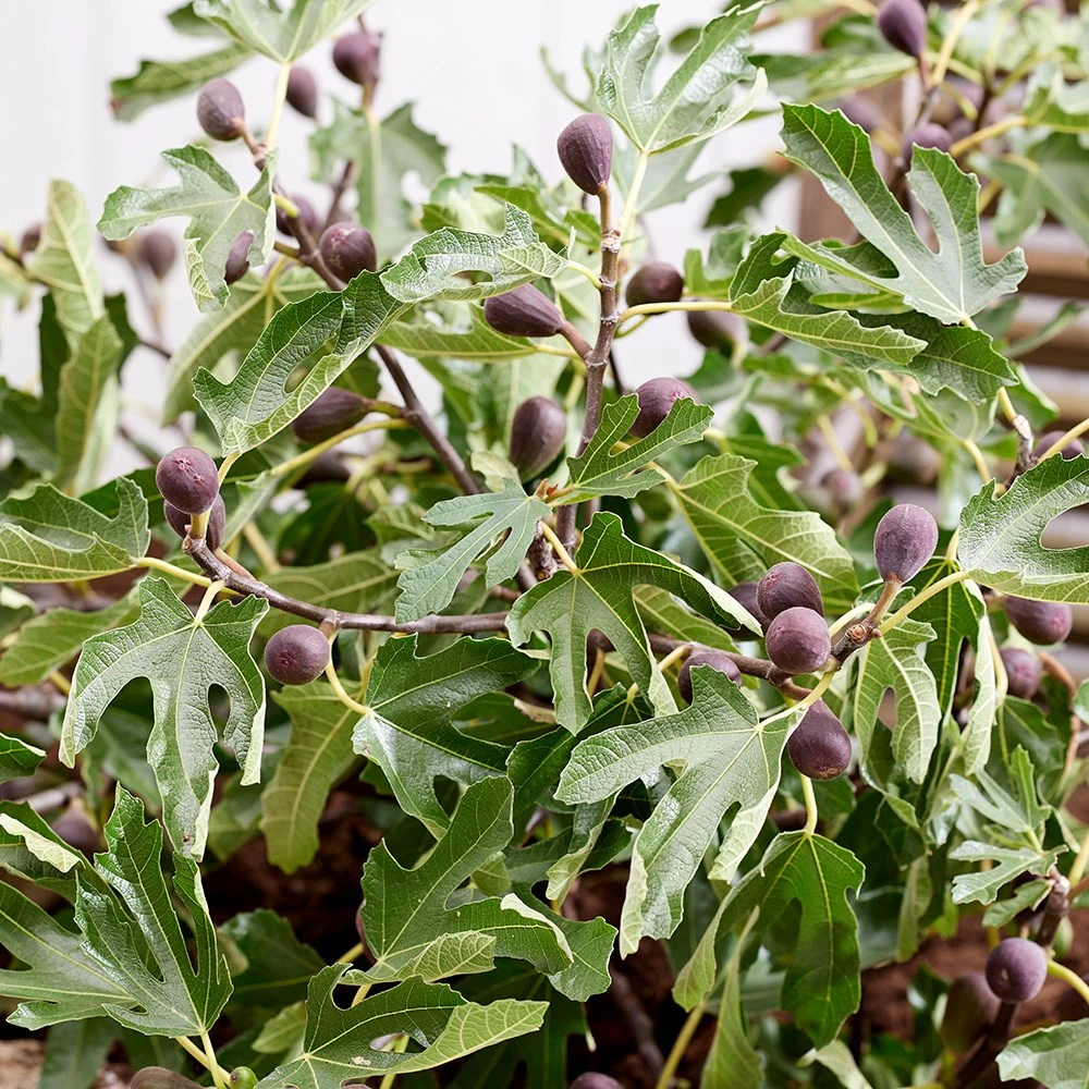 Fig Little Miss Figgy ('Lmf01') (PBR) 4 Fig Little Miss Figgy ('Lmf01') (PBR) - Image 4