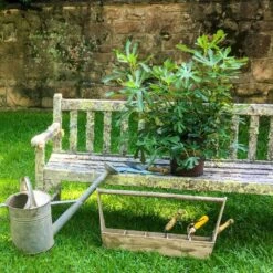 Fig Little Miss Figgy ('Lmf01') (PBR) 11 Fig Little Miss Figgy ('Lmf01') (PBR) -Plants Shop pl2000040198 card6 lg