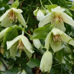 Clematis 'Christmas Surprise'