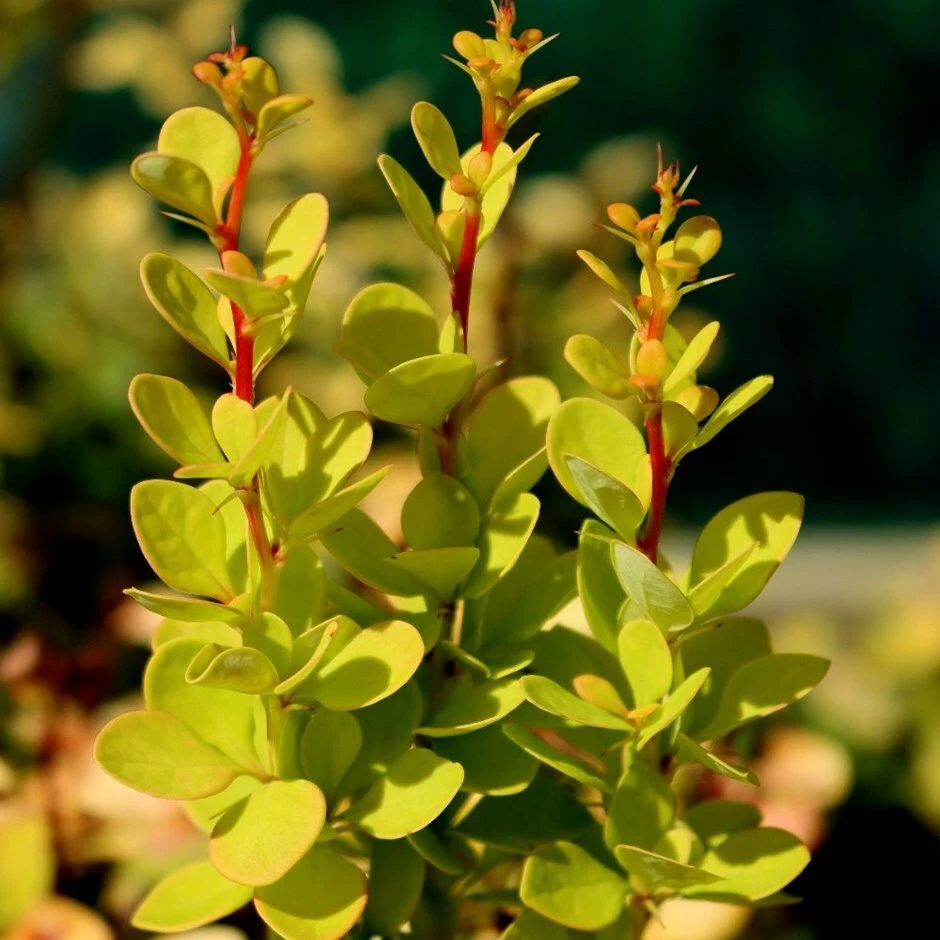 Berberis Thunbergii 'Aurea' 1 Berberis Thunbergii 'Aurea'
