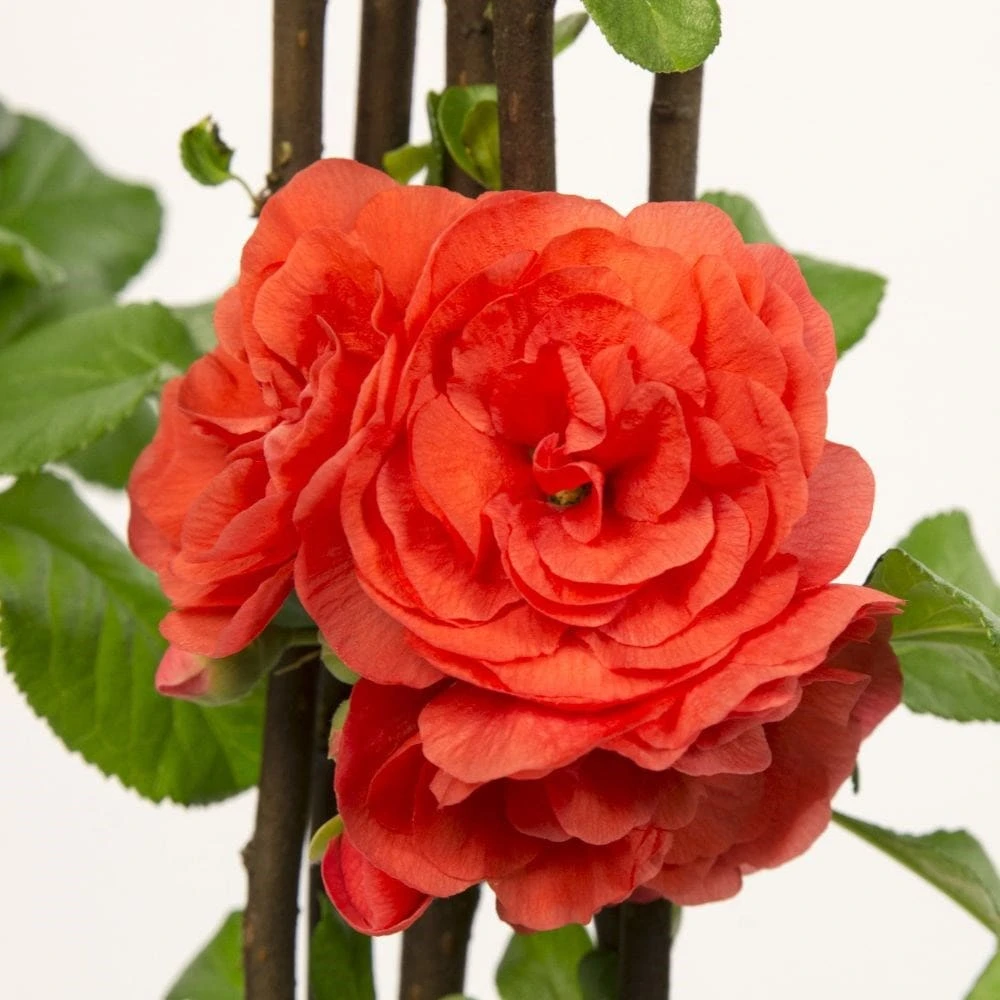 Chaenomeles Speciosa 'Orange Storm' (PBR) 3 Chaenomeles Speciosa 'Orange Storm' (PBR) - Image 3