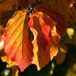 Parrotia Persica 5 Parrotia Persica -Plants Shop pl2000040236 card3 lg