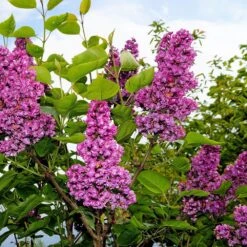 Syringa Vulgaris 'Andenken An Ludwig Späth' 5 Syringa Vulgaris 'Andenken An Ludwig Späth' -Plants Shop pl2000040245 card3 lg