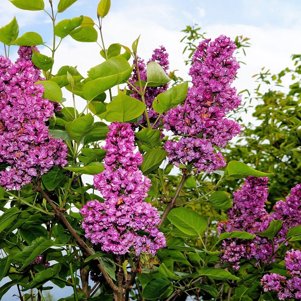 Syringa Vulgaris 'Andenken An Ludwig Späth' 3 Syringa Vulgaris 'Andenken An Ludwig Späth' - Image 3
