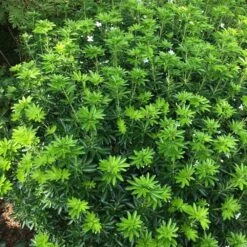 Choisya × Dewitteana Greenfingers ('Lissfing') (PBR) 6 Choisya × Dewitteana Greenfingers ('Lissfing') (PBR) -Plants Shop pl2000040329 card3 lg