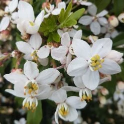 Choisya × Dewitteana Greenfingers ('Lissfing') (PBR) 7 Choisya × Dewitteana Greenfingers ('Lissfing') (PBR) -Plants Shop pl2000040329 card4 lg