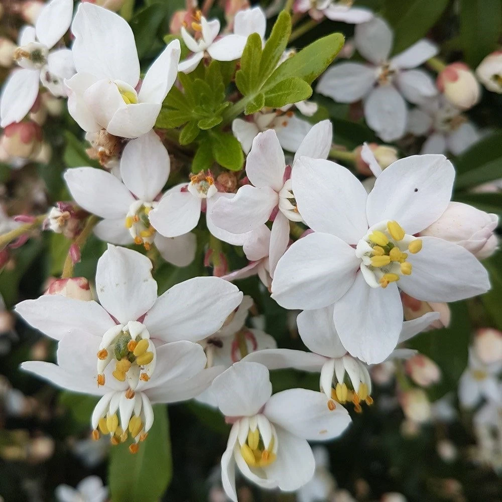 Choisya × Dewitteana Greenfingers ('Lissfing') (PBR) 4 Choisya × Dewitteana Greenfingers ('Lissfing') (PBR) - Image 4