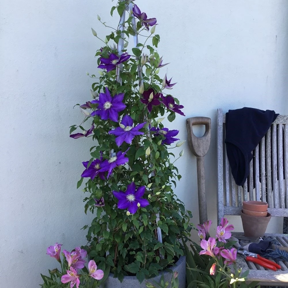 Clematis Duchess Of Cornwall ('Evipo118') (PBR) 2 Clematis Duchess Of Cornwall ('Evipo118') (PBR) - Image 2