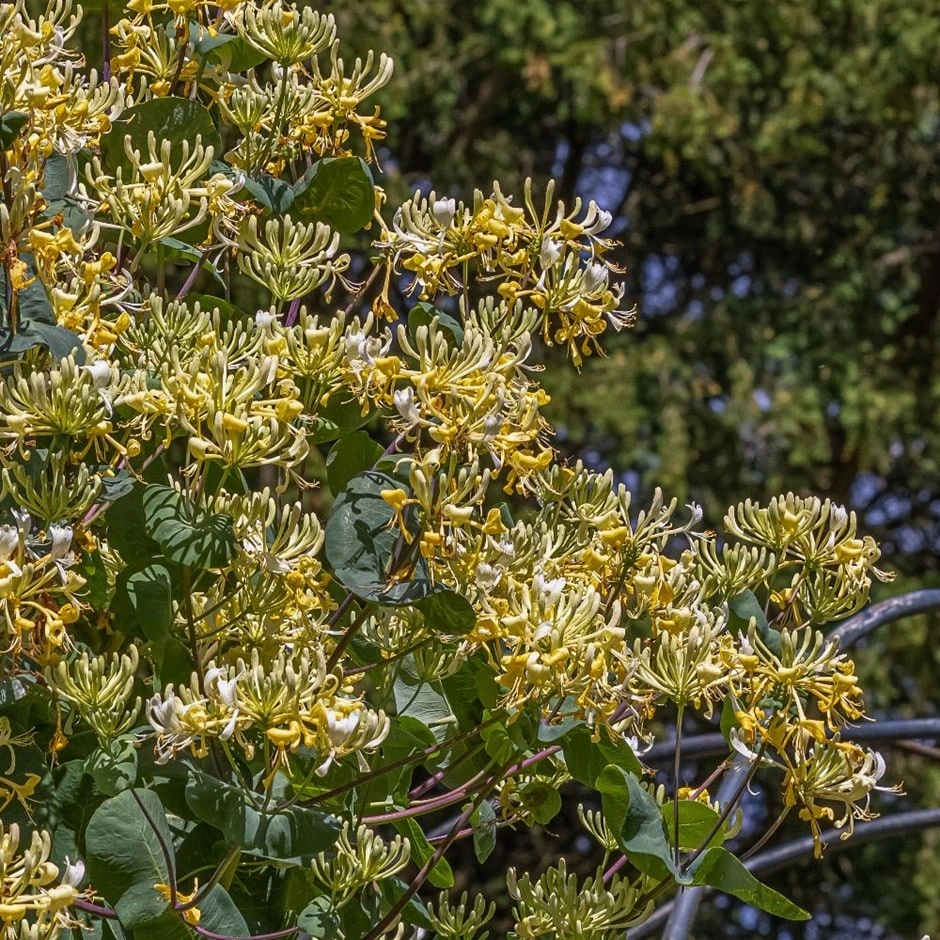 Lonicera 'Cream Cascade' 1 Lonicera 'Cream Cascade'