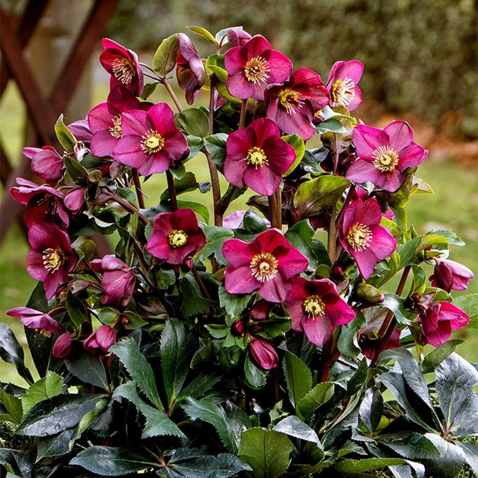 Helleborus HGC Ice 'N' Roses Red ('Coseh 4100') (PBR) 1 Helleborus HGC Ice 'N' Roses Red ('Coseh 4100') (PBR)