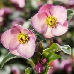 Helleborus HGC Ice 'n' Roses Early Rose ('Coseh 4000') (PBR)