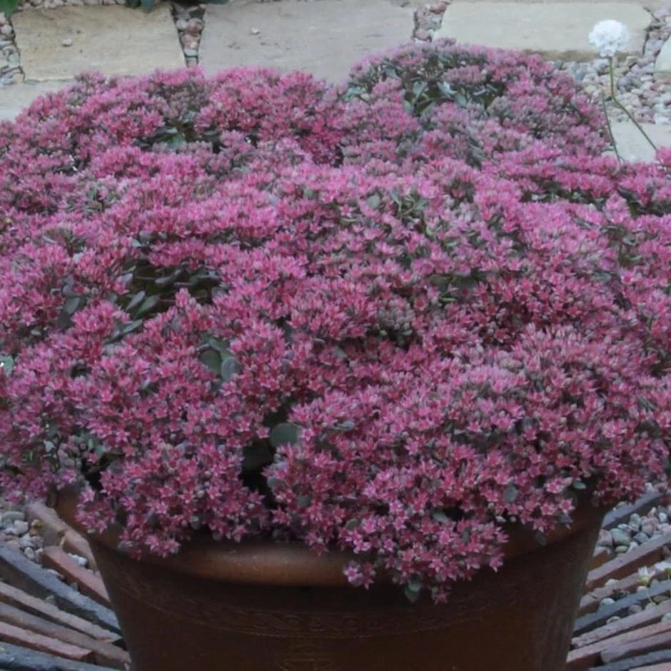 Hylotelephium Ewersii Var. Homophyllum 'Rosenteppich' 1 Hylotelephium Ewersii Var. Homophyllum 'Rosenteppich'