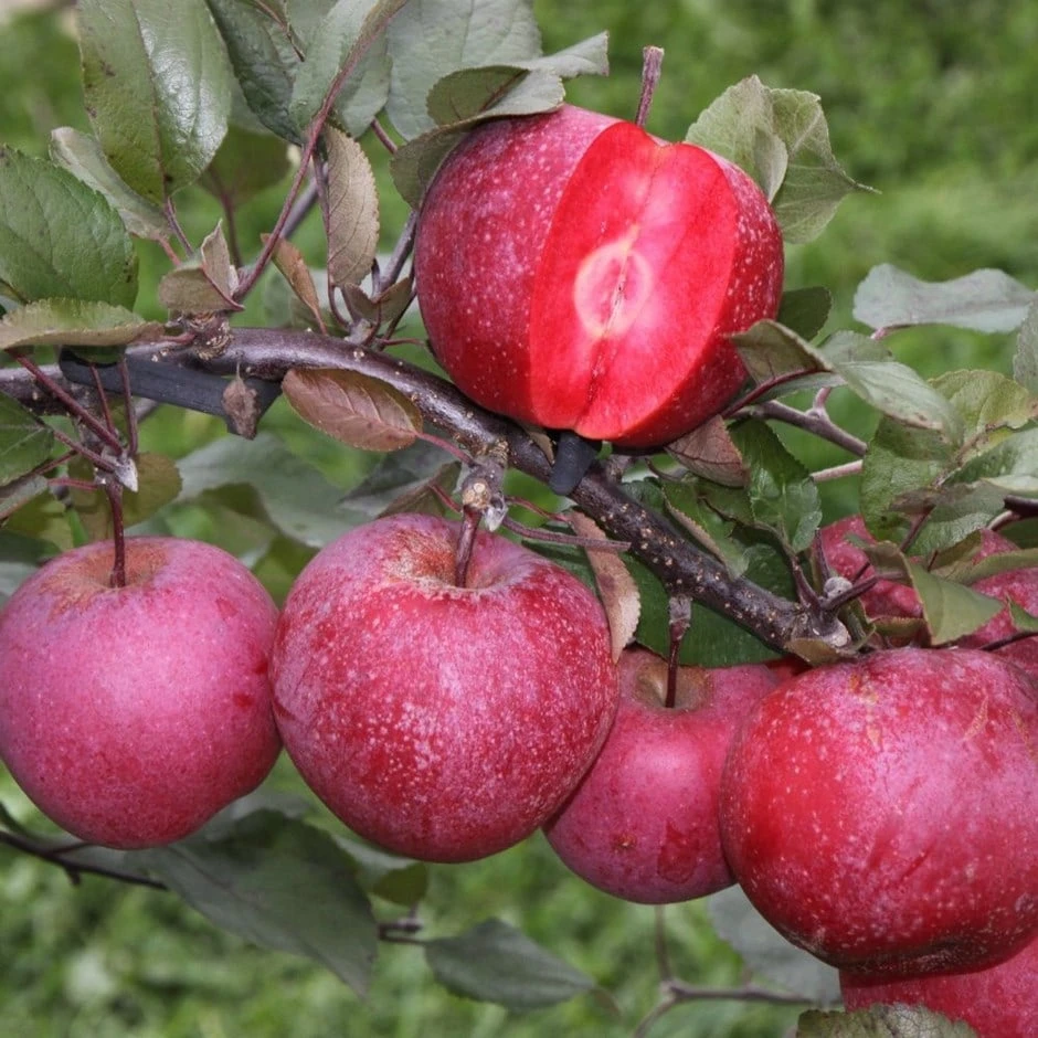 Apple Tickled Pink ('Baya Marisa') 1 Apple Tickled Pink ('Baya Marisa')
