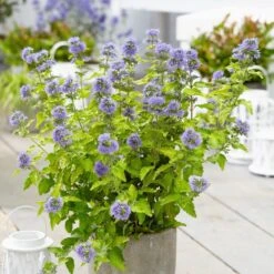 Caryopteris × Clandonensis Hint Of Gold ('Lisaura') (PBR) -Plants Shop pl2000040531 card3 lg