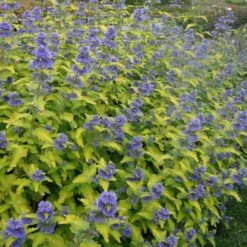 Caryopteris × Clandonensis Hint Of Gold ('Lisaura') (PBR) -Plants Shop pl2000040531 card4 lg