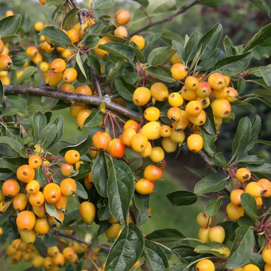 Malus 'Golden Gem' 1 Malus 'Golden Gem'