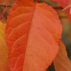 Prunus 'Kofugen' -Plants Shop pl2000040733 card4 lg