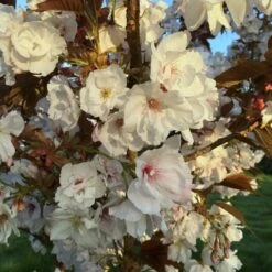 Prunus 'Shizuka'