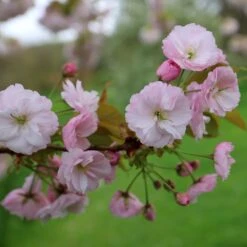 Prunus 'Ichiyo' -Plants Shop pl2000040747 card3 lg
