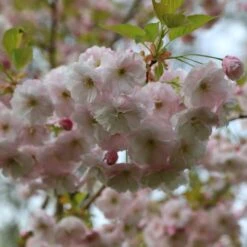 Prunus 'Ichiyo' -Plants Shop pl2000040747 card5 lg