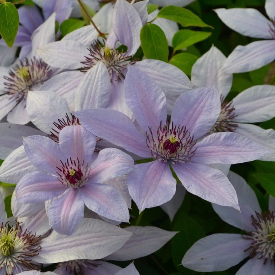 Clematis Bernadine ('Evipo 061') (PBR) (Boulevard Series) 1 Clematis Bernadine ('Evipo 061') (PBR) (Boulevard Series)