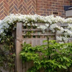 Clematis × Cartmanii 'Avalanche' (PBR) 8 Clematis × Cartmanii 'Avalanche' (PBR) -Plants Shop pl2000041160 card4 lg