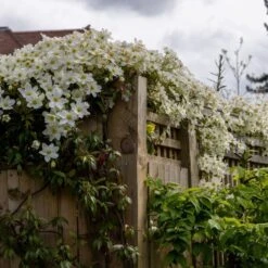 Clematis × Cartmanii 'Avalanche' (PBR) 9 Clematis × Cartmanii 'Avalanche' (PBR) -Plants Shop pl2000041160 card5 lg