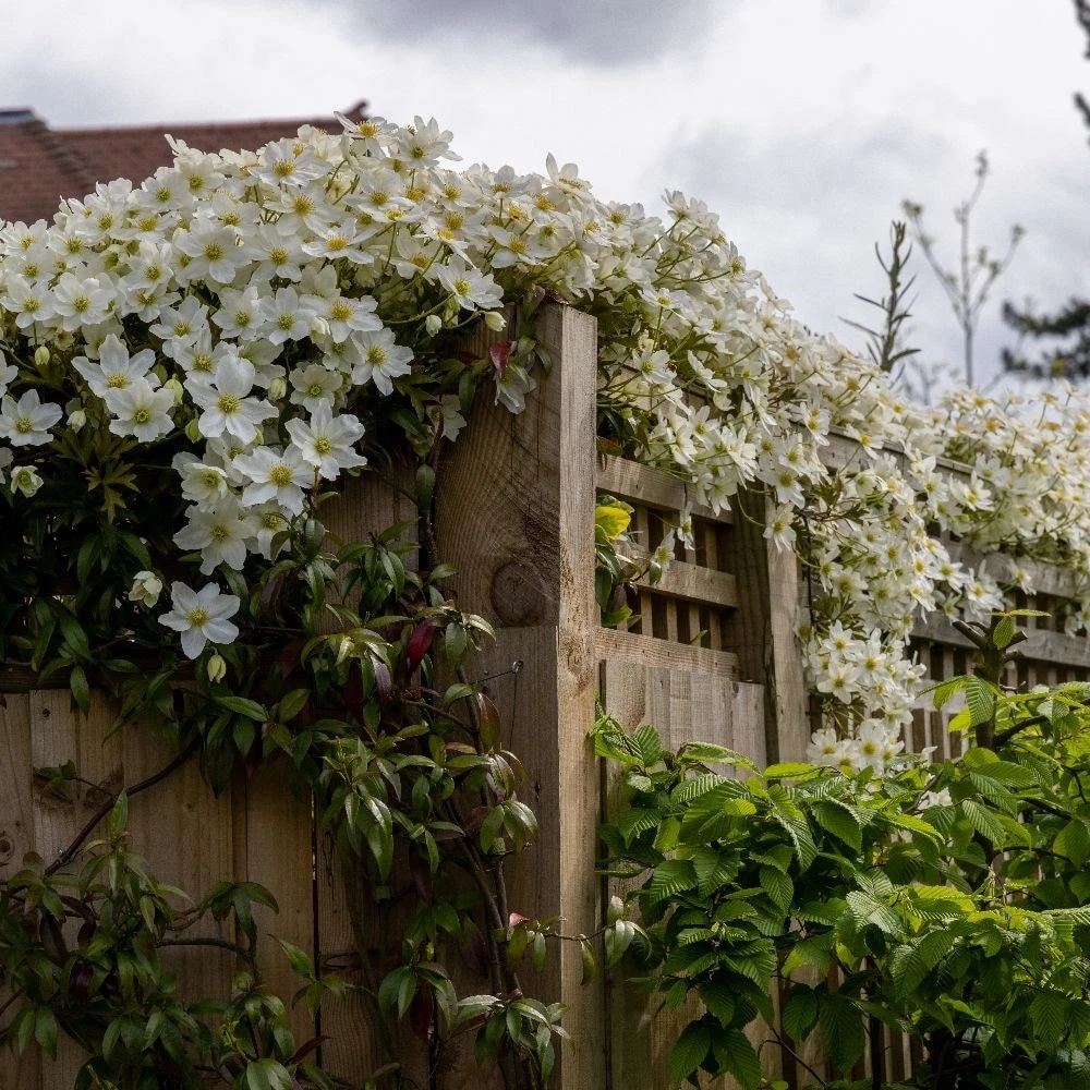 Clematis × Cartmanii 'Avalanche' (PBR) 5 Clematis × Cartmanii 'Avalanche' (PBR) - Image 5