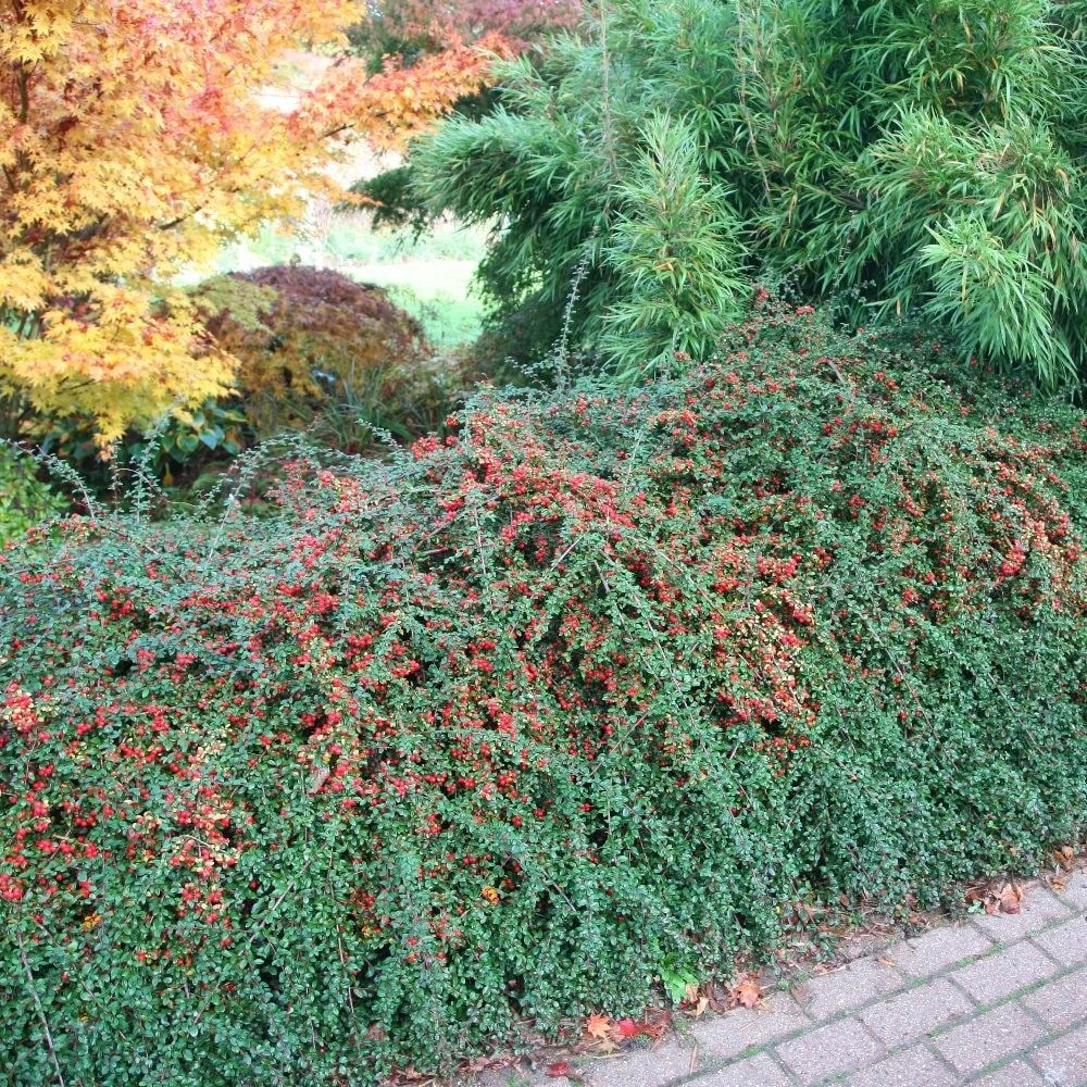Cotoneaster × Suecicus 'Coral Beauty' 2 Cotoneaster × Suecicus 'Coral Beauty' - Image 2