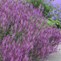 Circles & Spires Collection -Plants Shop pl2000041243 card3 lg